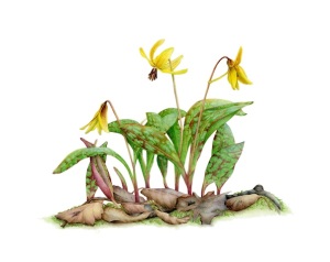 Trout Lilies by Maeve Hughes Honourable Mention March 2014
